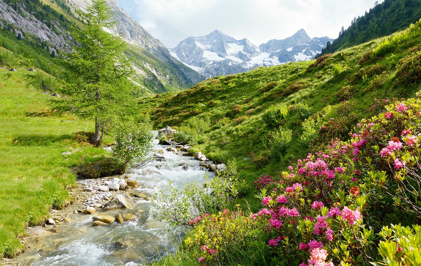 Suisse