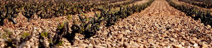 Image of Pintia - Vega Sicilia