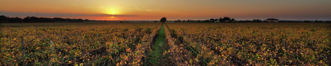 Image of Poggio al Tesoro-Allegrini